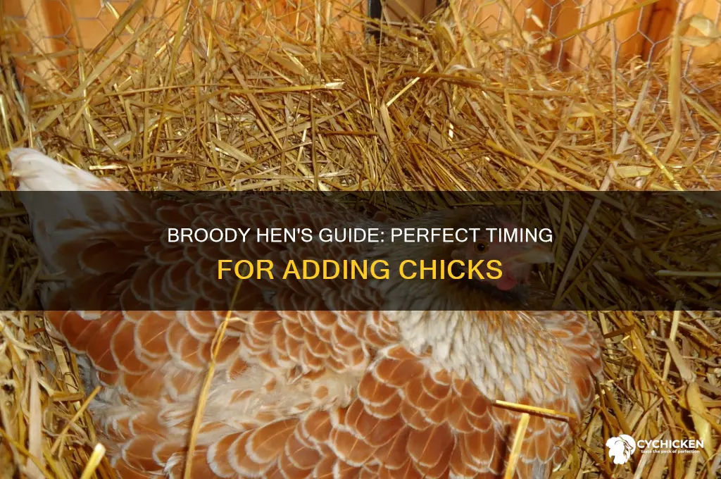 when to put chicks under a broody hen