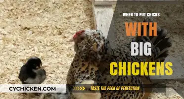 Integrating Chicks with Adult Chickens: Timing and Tips for Success