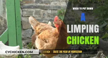 When to Euthanize a Limping Chicken: A Compassionate Guide