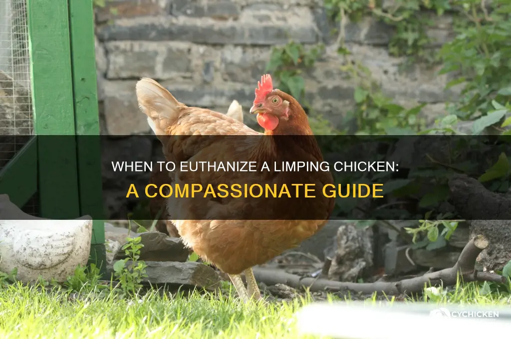 when to put down a limping chicken