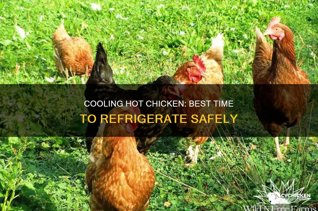 when to put hot chicken in fridge