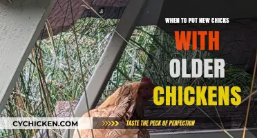Integrating New Chicks with Older Hens: Timing and Tips for Success