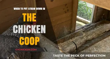 Cozy Quarters: Timing the Perfect Straw Bedding for Your Chickens