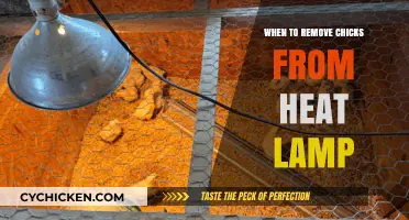 When to Safely Remove Chicks from Heat Lamp: A Guide