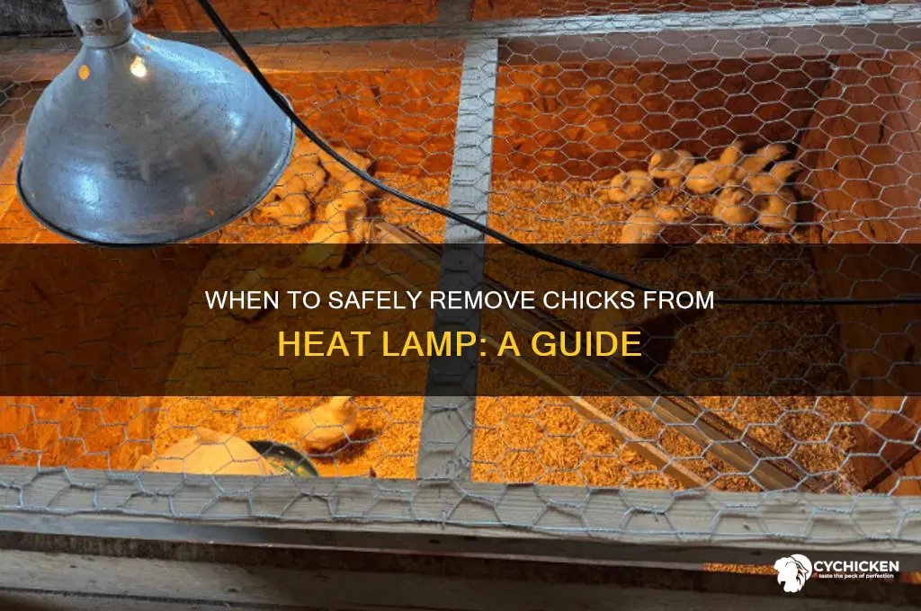 when to remove chicks from heat lamp