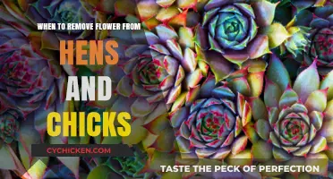 When to Remove Flowers from Hens and Chicks: A Guide