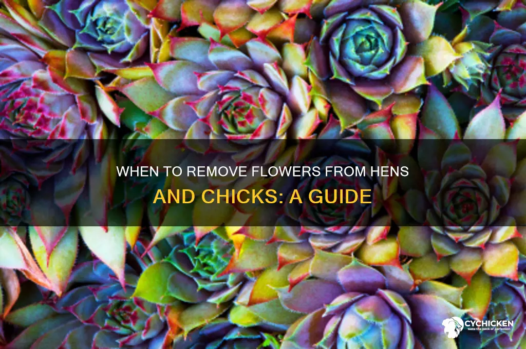 when to remove flower from hens and chicks