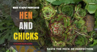 Repotting Propagated Hen and Chicks: Timing and Tips for Success