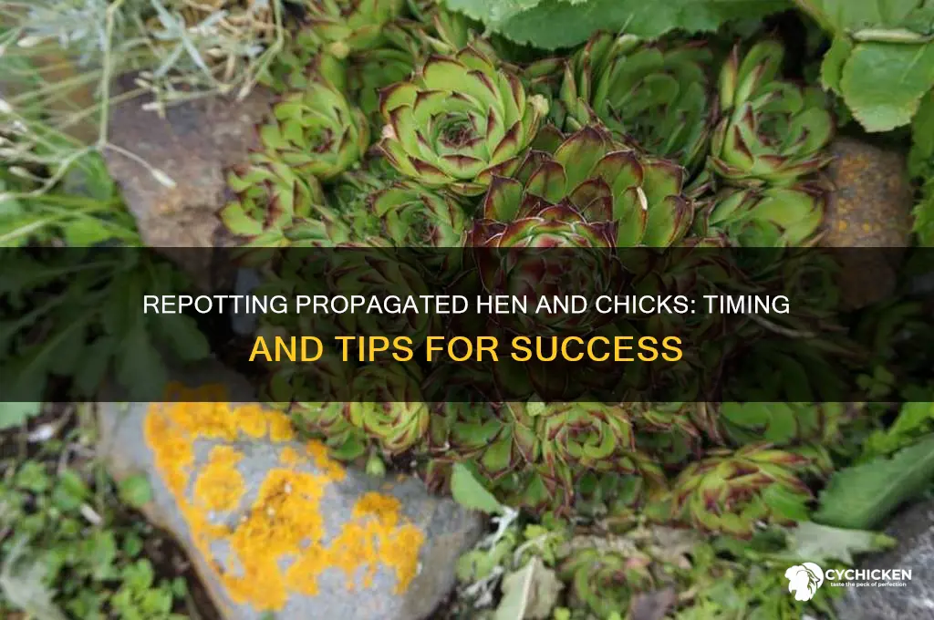 when to repot propegated hen and chicks