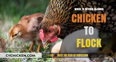 Reintroducing Injured Chickens: Timing and Tips for Flock Reunification