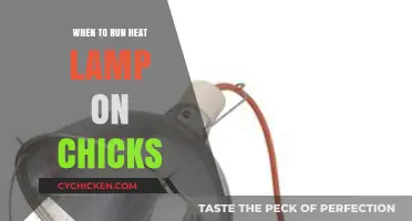 When to Use a Heat Lamp for Baby Chicks: A Guide