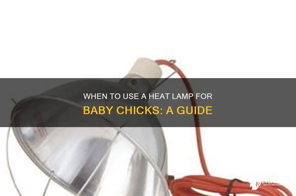 when to run heat lamp on chicks