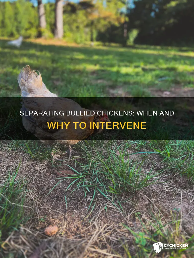 when to separate a chicken who is being bullied