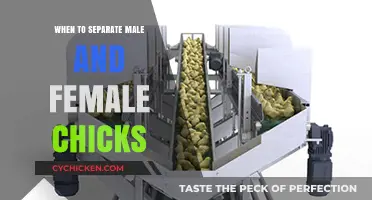 When to Separate Male and Female Chicks: A Practical Guide