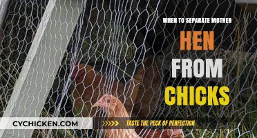 When to Separate Mother Hen from Chicks: A Guide