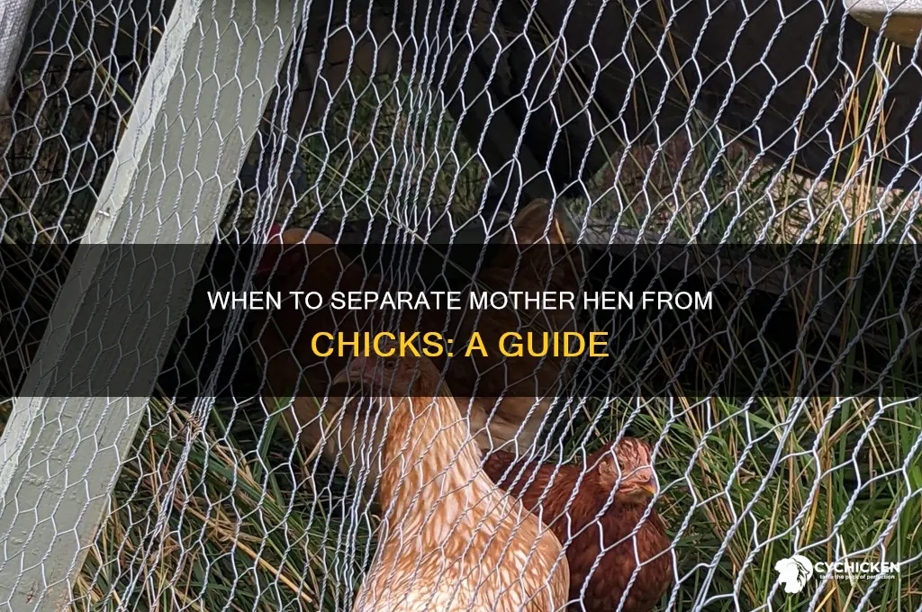 when to separate mother hen from chicks