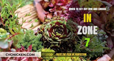 Spring Gardening: Setting Out Hen and Chicks in Zone 7