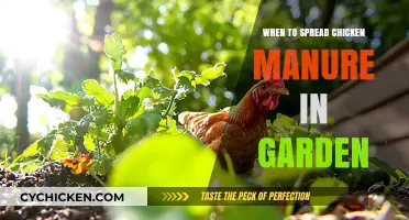 Optimal Timing for Applying Chicken Manure in Your Garden