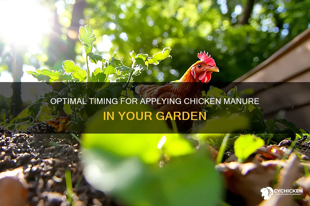 when to spread chicken manure in garden