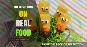 Transitioning Chicks to Real Food: Timing and Tips for Healthy Growth