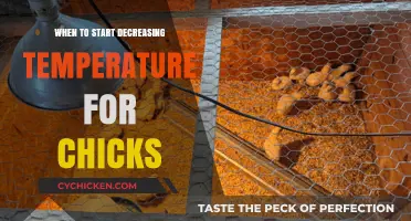 Optimal Timing for Lowering Brooder Temperature in Chick Rearing