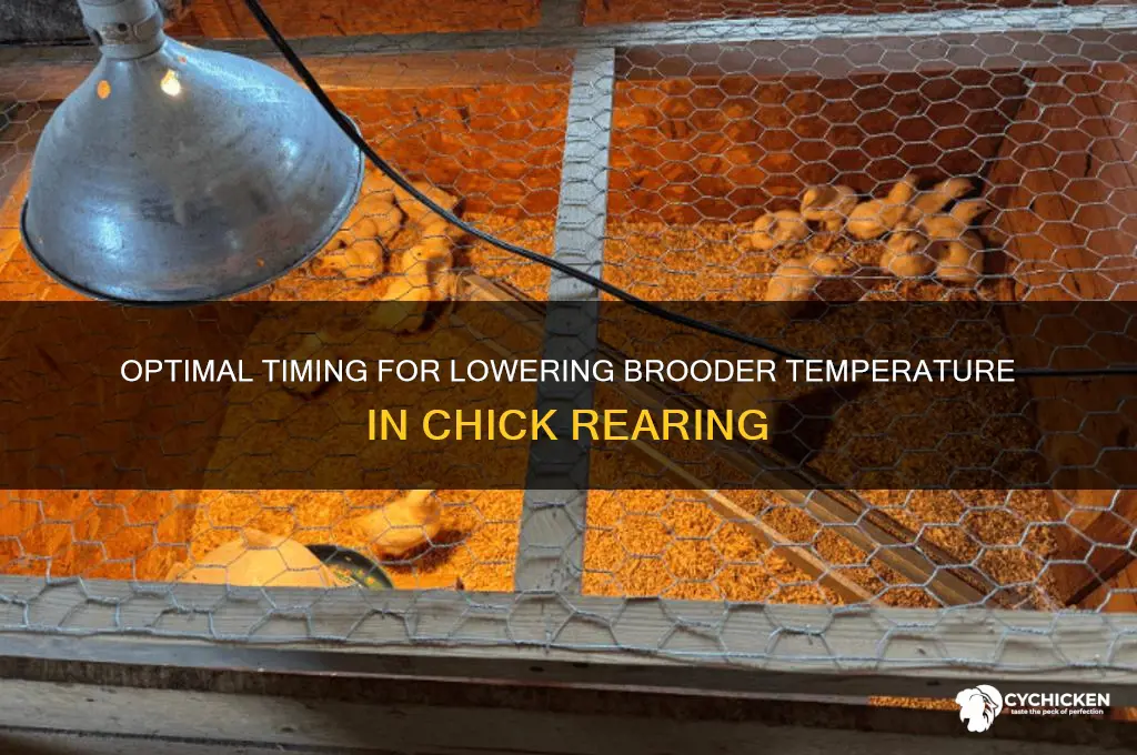 when to start decreasing temperature for chicks