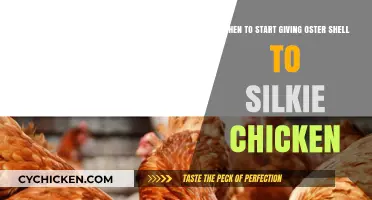 Introducing Oyster Shell to Your Silkie Chickens