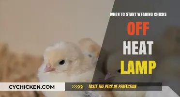 Weaning Chicks Off Heat Lamps: Timing and Tips for Success