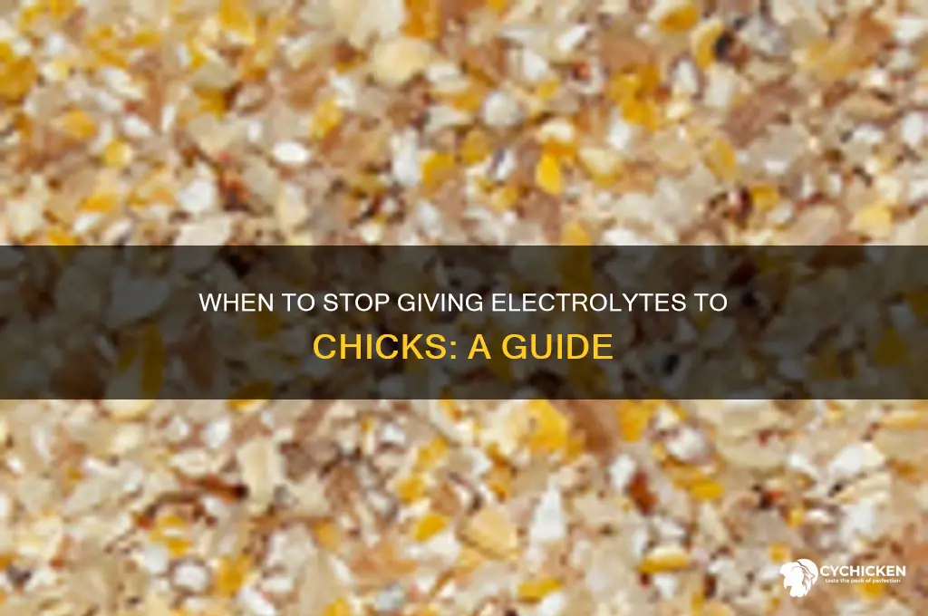 when to stop giving electrolytes for chick