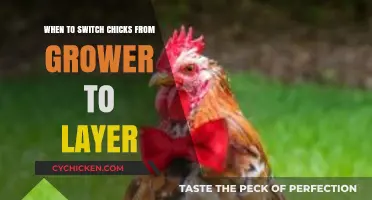 Transitioning Chicks: When to Switch from Grower to Layer Feed