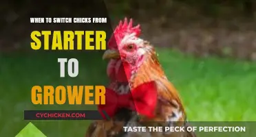 Transitioning Chicks: When to Shift from Starter to Grower Feed