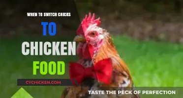 Transitioning Chicks to Chicken Feed: Timing and Tips for Success