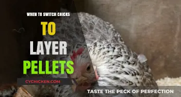 Switching Chicks to Layer Pellets: Timing and Tips for Healthy Hens