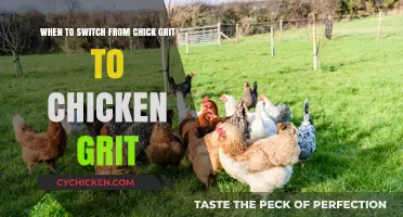 Switching Chicken Grit: When and Why to Change
