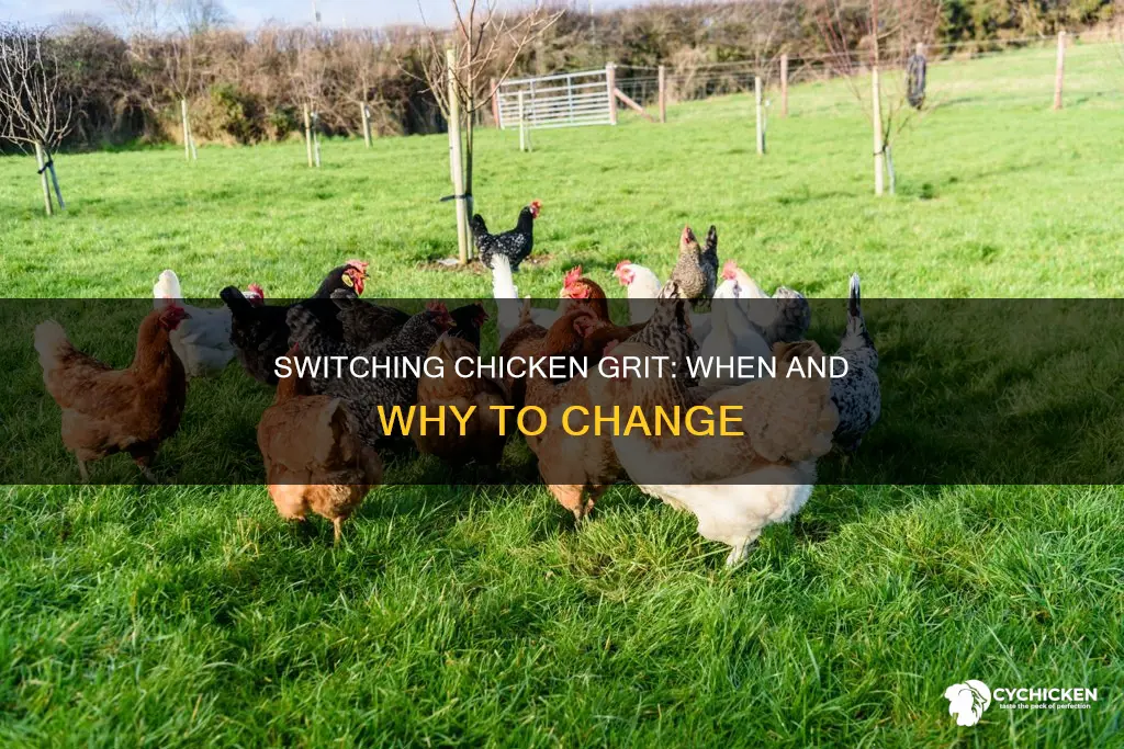 when to switch from chick grit to chicken grit