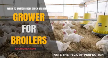 Transitioning Broilers: Starter to Grower Feed
