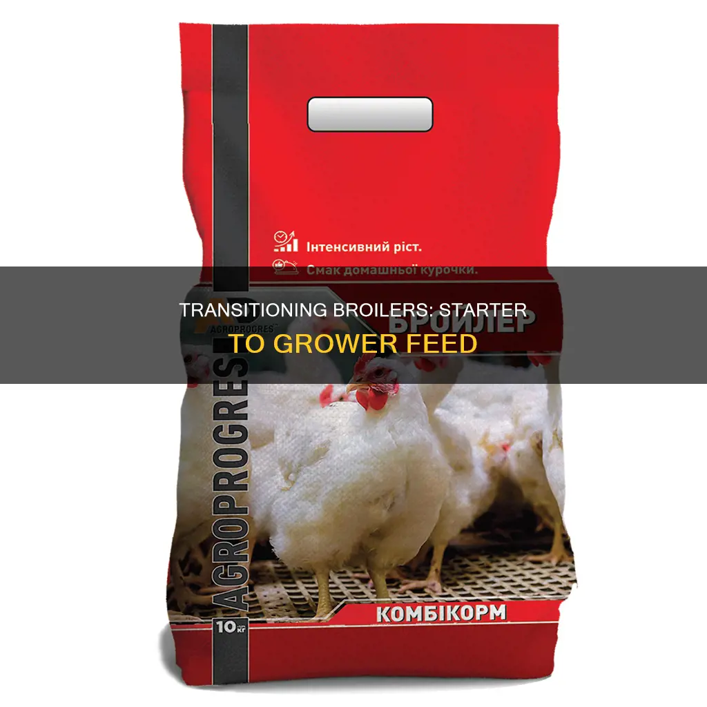 when to switch from chick starter to grower for broilers