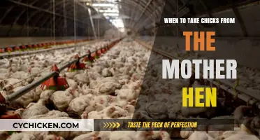 Separating Chicks from Mother Hen: Timing and Best Practices