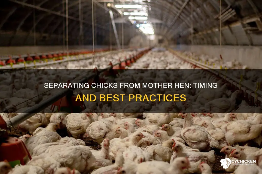 when to take chicks from the mother hen