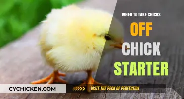 Transitioning Chicks: When to Switch from Starter Feed to Grower