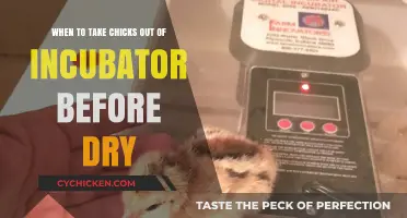 Incubator Humidity: When to Take Chicks Out