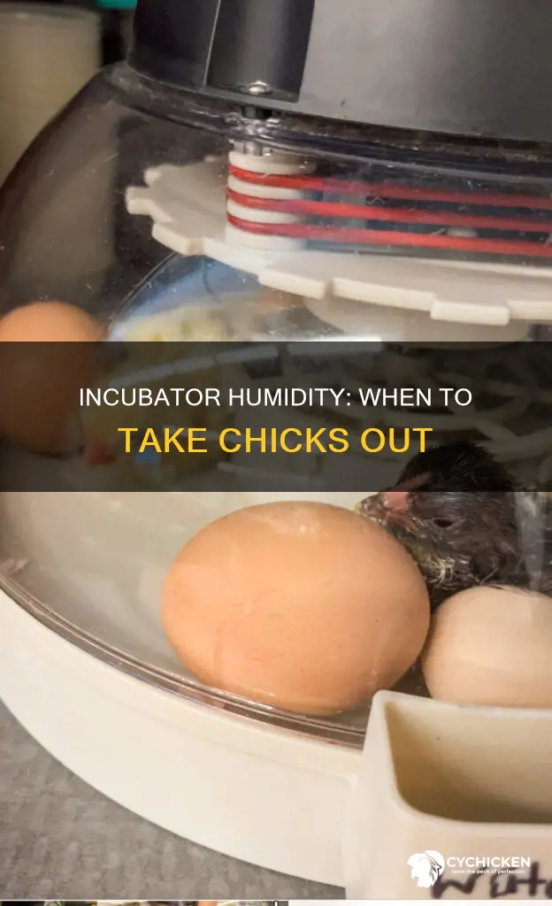 when to take chicks out of incubator before dry