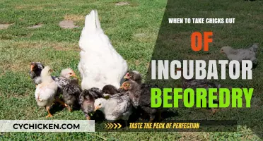When to Safely Remove Chicks from Incubator Before They Dry