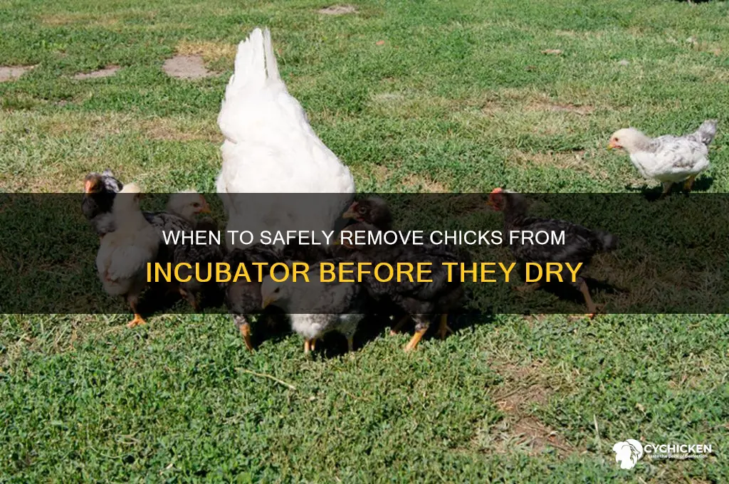 when to take chicks out of incubator beforedry