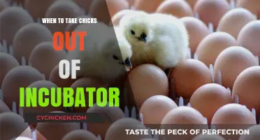 Perfect Timing: When to Safely Remove Chicks from the Incubator