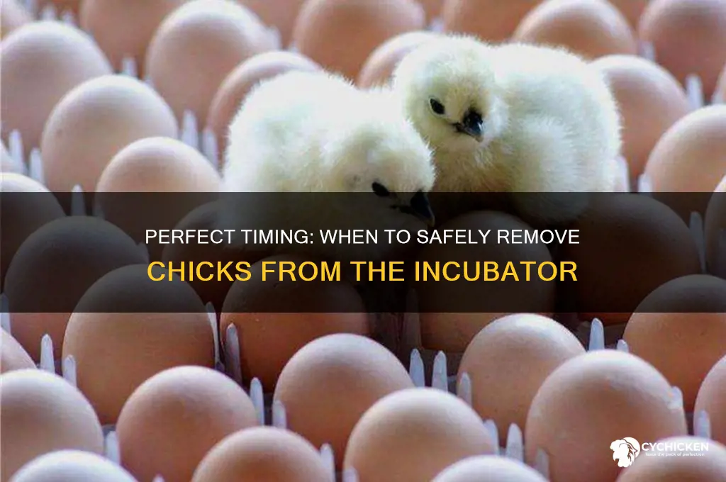 when to take chicks out of incubator