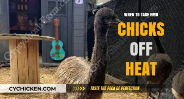 Optimal Timing for Removing Heat from Emu Chicks: A Guide