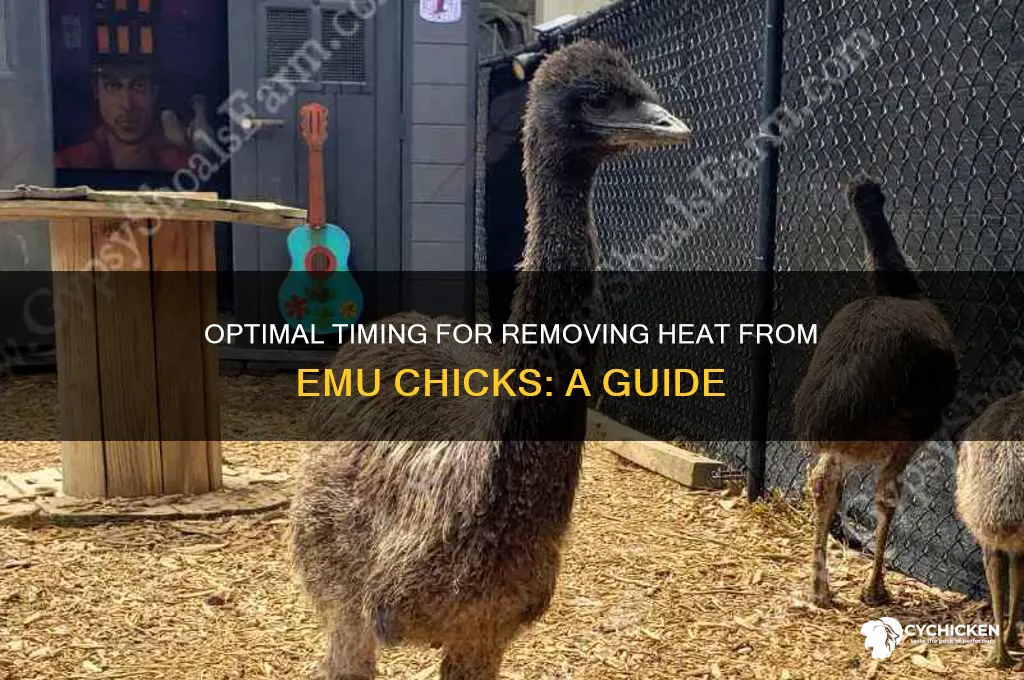 when to take emu chicks off heat