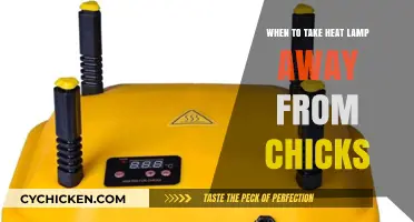 When to Safely Remove Heat Lamps from Growing Chicks