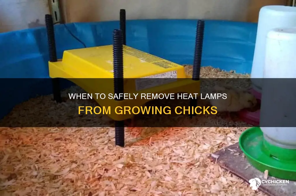 when to take heat lamp away from chicks